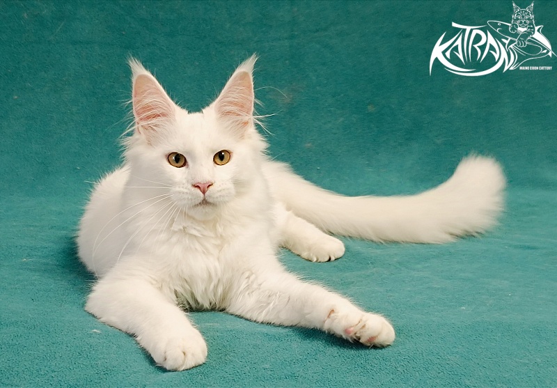 Katran Gabriella - Kitten maine-coon 5 months