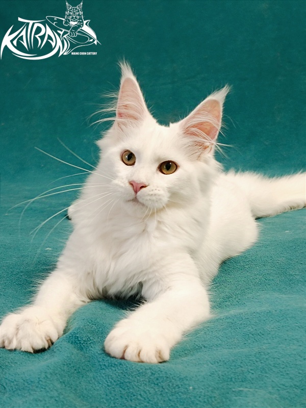 Katran Gabriella - Kitten maine-coon 5 months