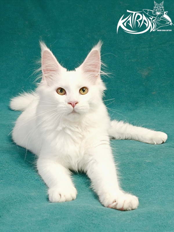 Katran Gabriella - Kitten maine-coon 5 months
