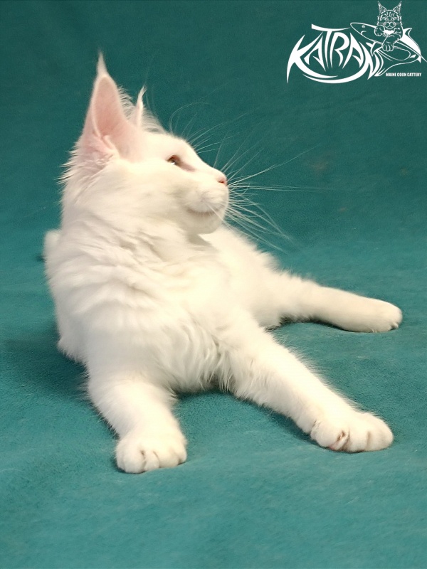 Katran Gabriella - Kitten maine-coon 5 months