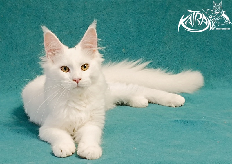 Katran Gabriella - Kitten maine-coon 5 months
