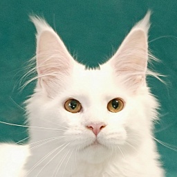 Katran Gabriella