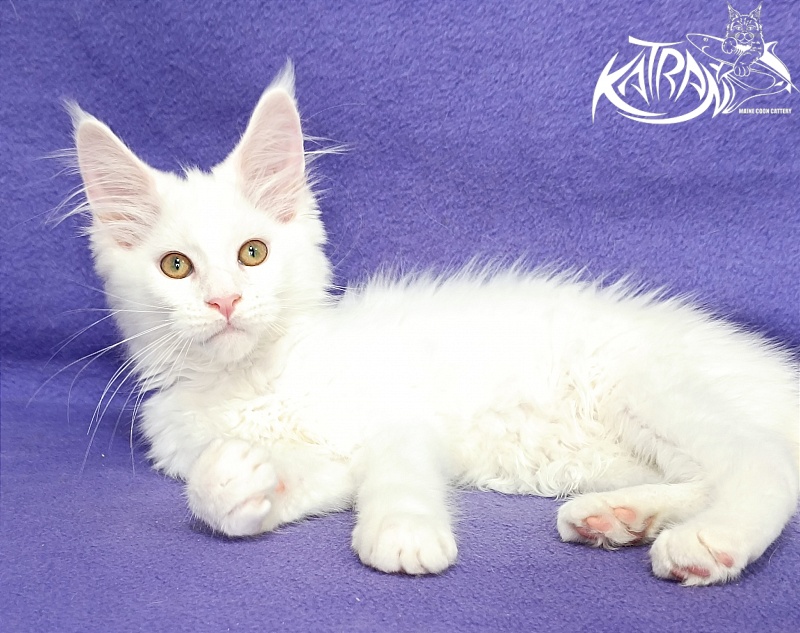 Katran Gabriella - Kitten maine-coon 3 months