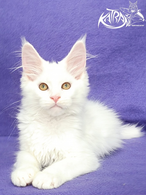 Katran Gabriella - Kitten maine-coon 3 months