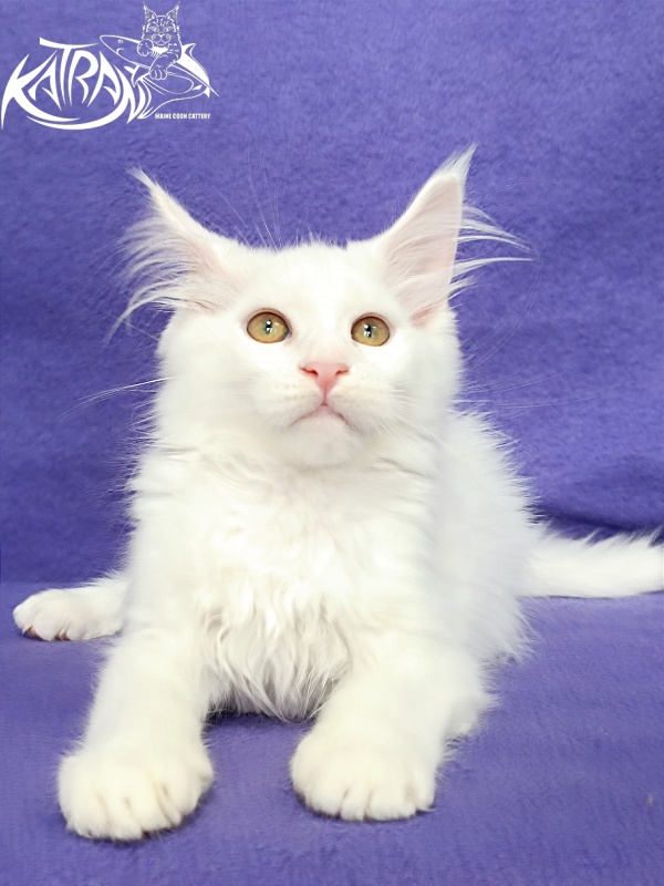 Katran Gabriella - Kitten maine-coon 3 months