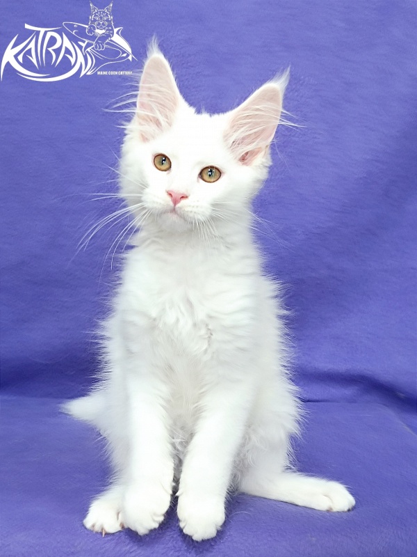 Katran Gabriella - Kitten maine-coon 3 months