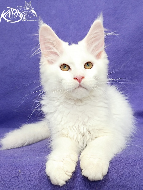 Katran Gabriella - Kitten maine-coon 3 months