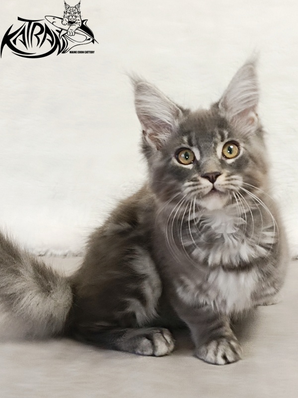 Katran Helena - Kitten maine-coon 3 months