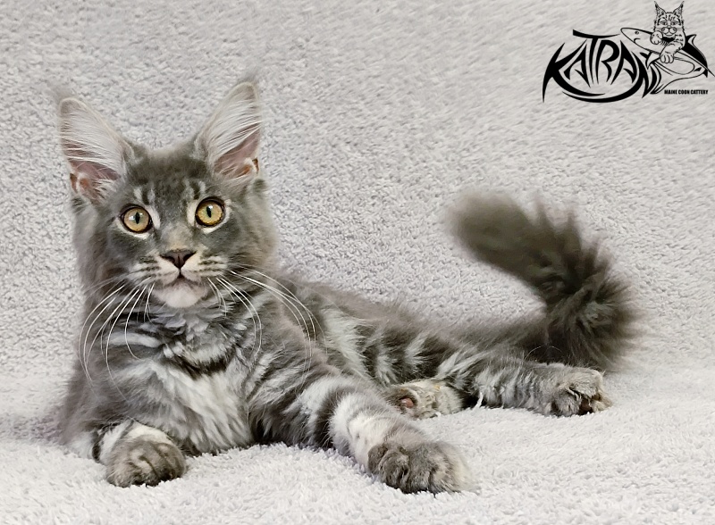 Katran Helena - Kitten maine-coon 4 months