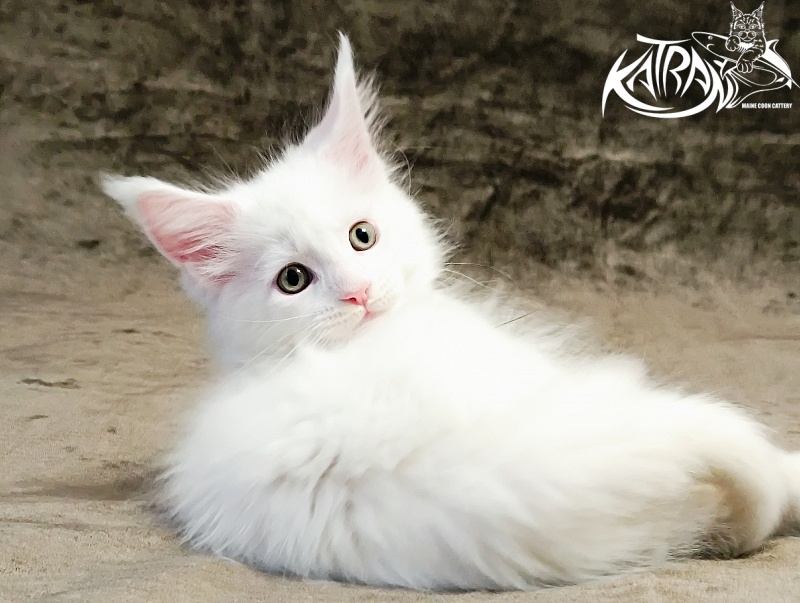 Katran Hunter - Kitten maine-coon 1 month 2.5 weeks