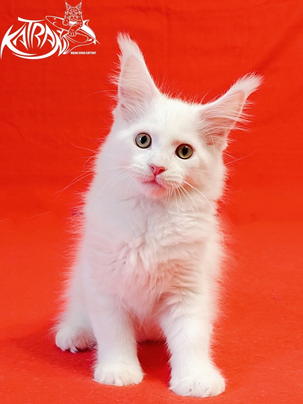 Katran Hunter - Kitten maine-coon 2 months