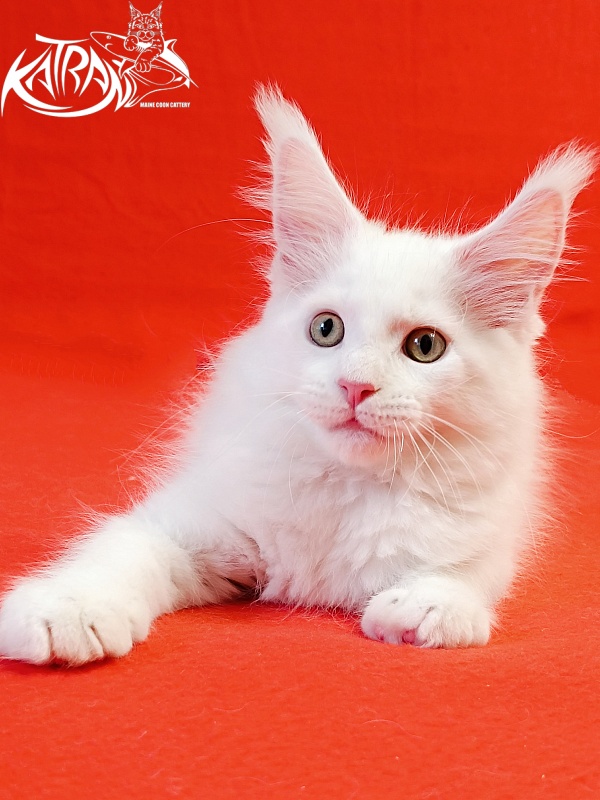 Katran Hunter - Kitten maine-coon 2 months