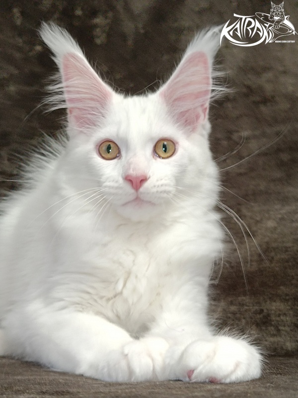 Katran Hunter - Kitten maine-coon 3 months