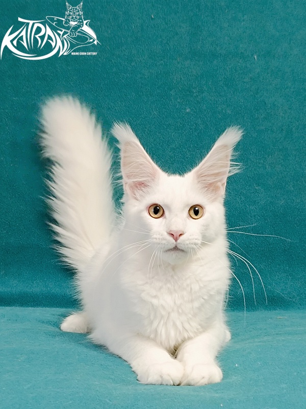 Katran Hunter - Kitten maine-coon 4 months