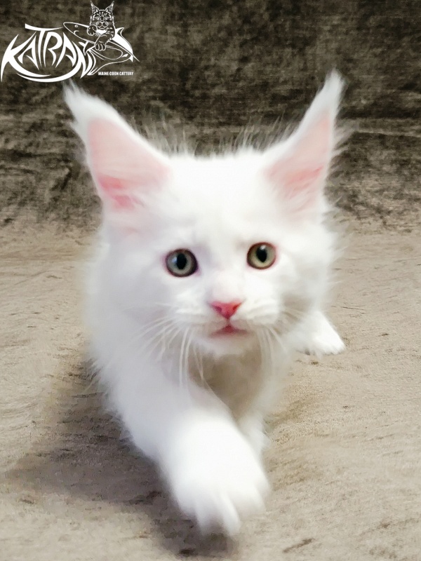 Katran Hunter - Kitten maine-coon 1 month 2.5 weeks