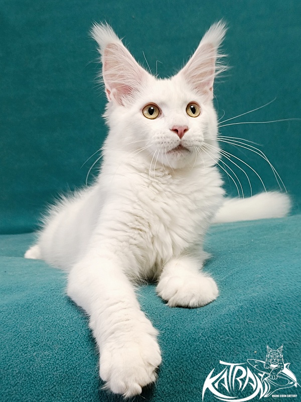 Katran Hunter - Kitten maine-coon 4 months