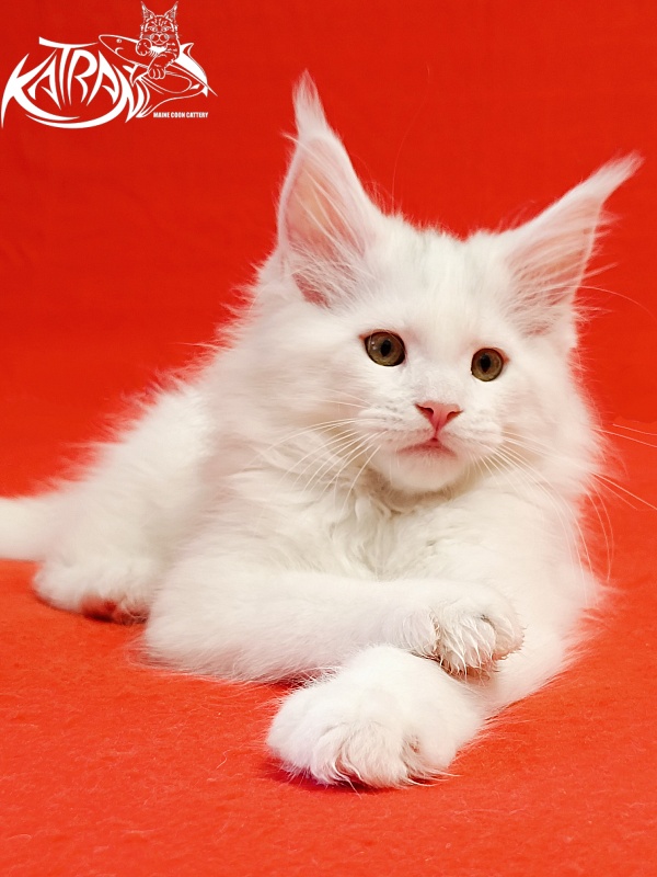 Katran Hassan - Kitten maine-coon 2 months