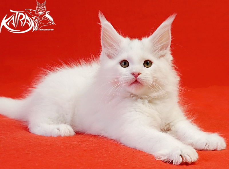 Katran Hassan - Kitten maine-coon 2 months
