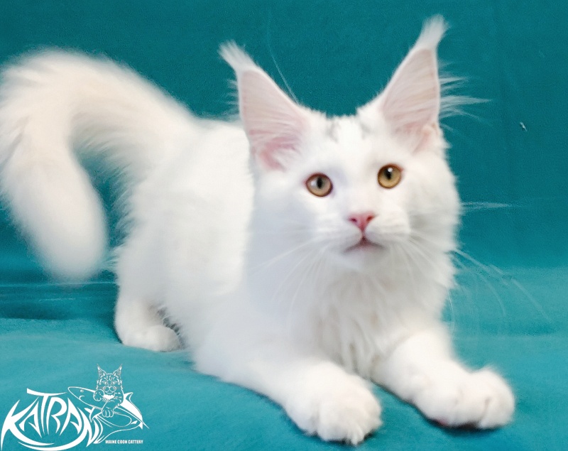 Katran Hassan - Kitten maine-coon 4 months