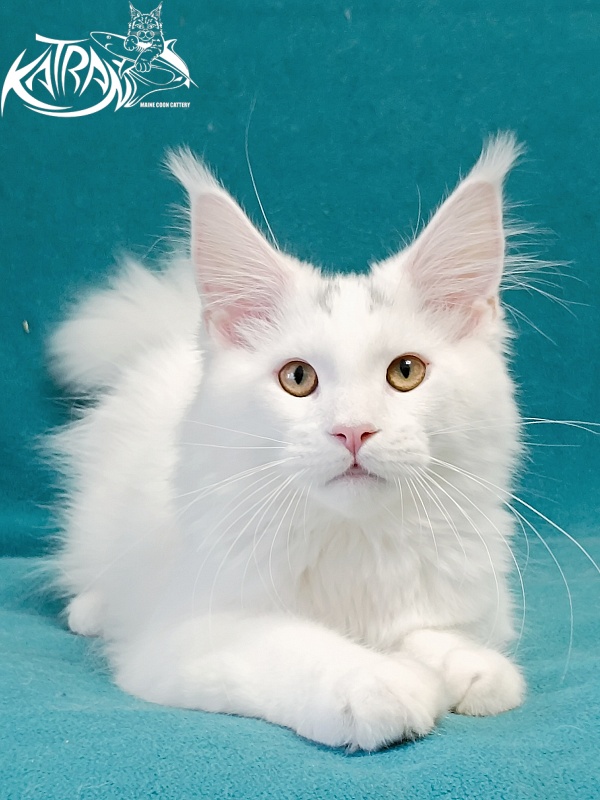 Katran Hassan - Kitten maine-coon 4 months