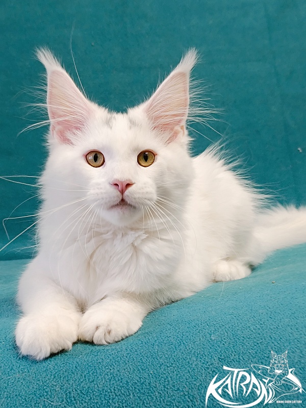 Katran Hassan - Kitten maine-coon 4 months