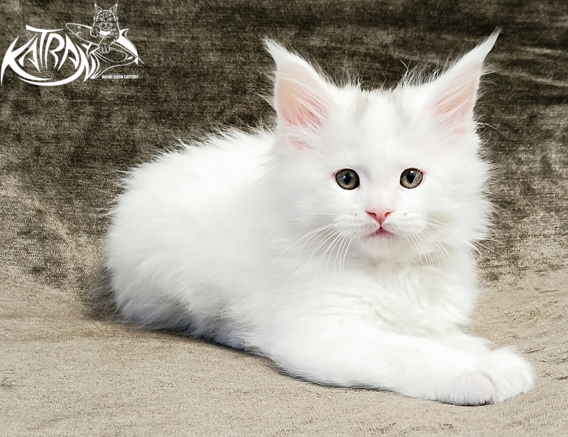 Katran Hassan - Kitten maine-coon 1 month 2.5 weeks