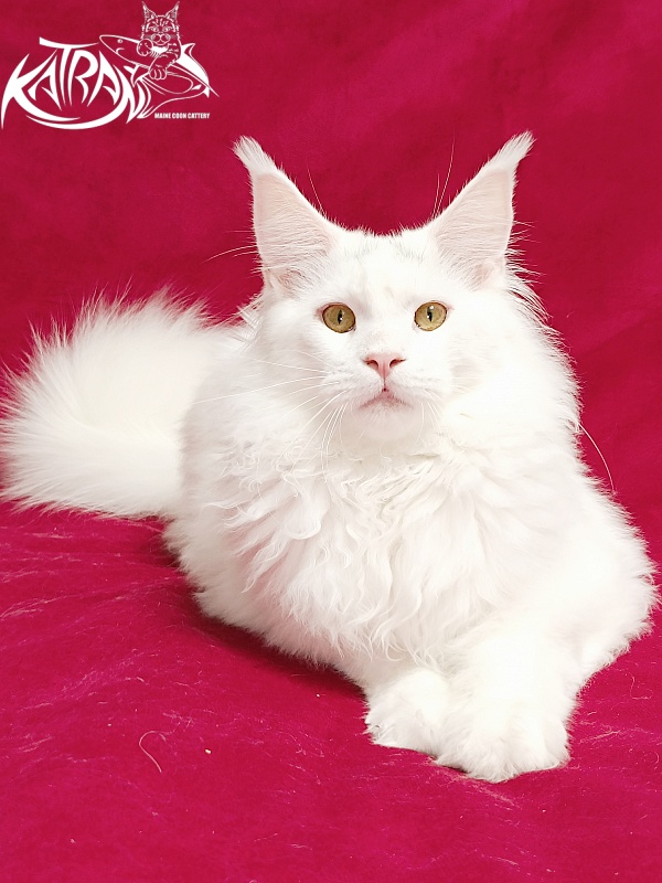 Katran Hassan - Junior maine-coon 7.5 months