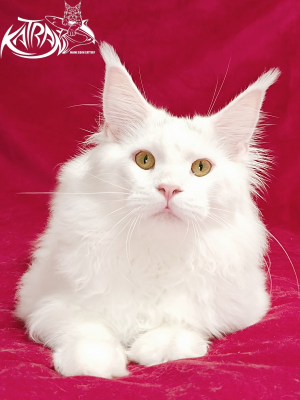 Katran Hassan - Junior maine-coon 7.5 months