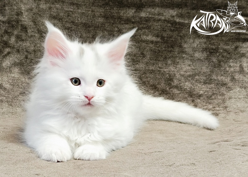 Katran Hassan - Kitten maine-coon 1 month 2.5 weeks