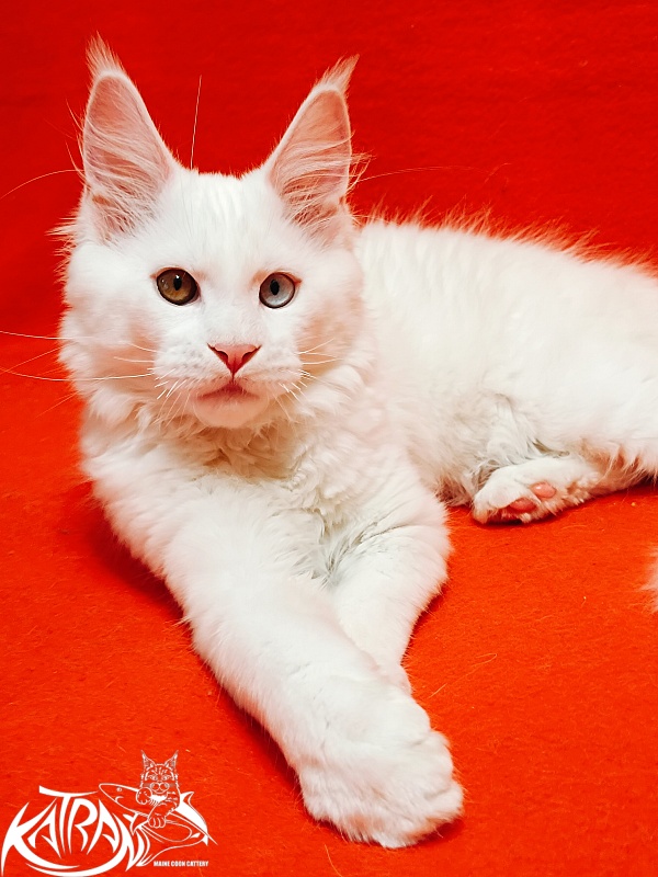 Katran Irbis - Kitten maine-coon 3 months
