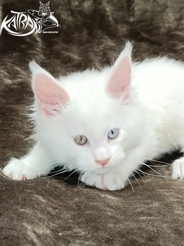 Katran Irbis - Kitten maine-coon 2 months