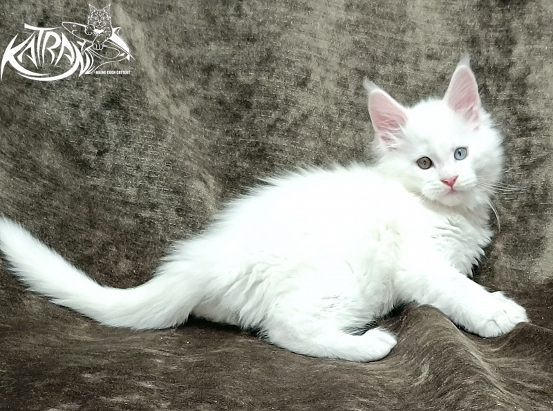 Katran Irbis - Kitten maine-coon 2 months