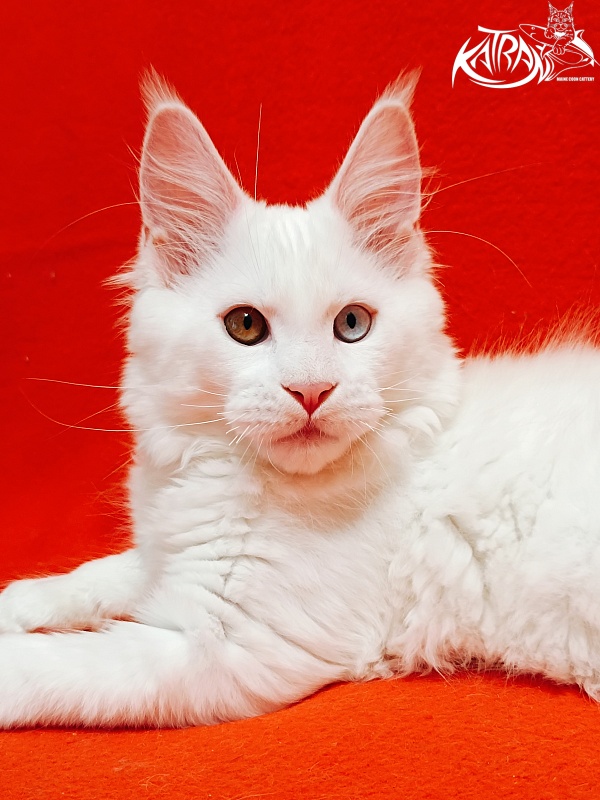 Katran Irbis - Kitten maine-coon 3 months