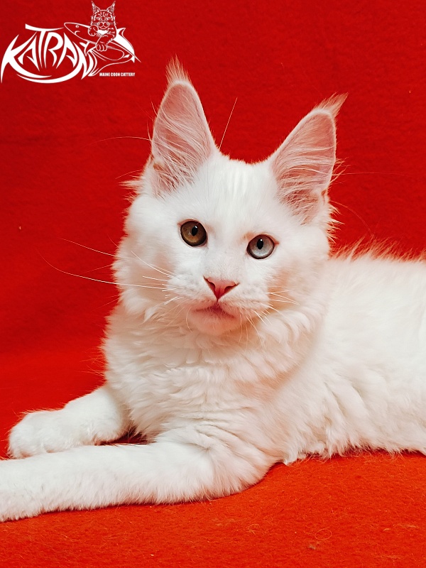 Katran Irbis - Kitten maine-coon 3 months