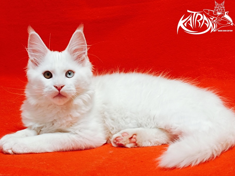 Katran Irbis - Kitten maine-coon 3 months