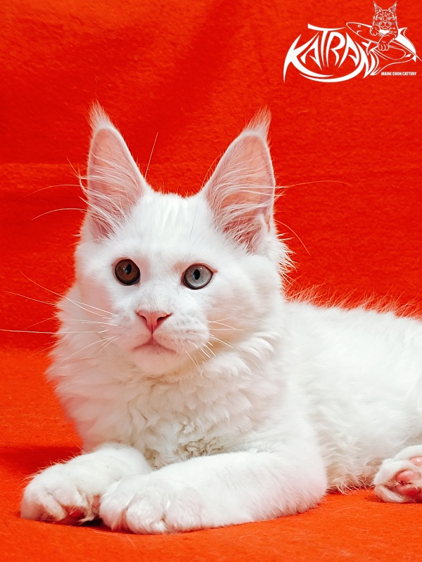 Katran Irbis - Kitten maine-coon 3 months