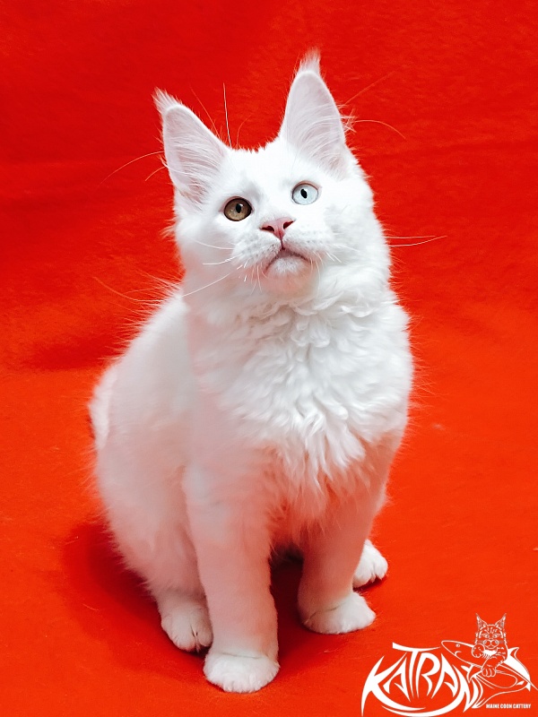 Katran Irbis - Kitten maine-coon 3 months