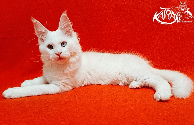 Katran Irbis - Kitten maine-coon 3 months