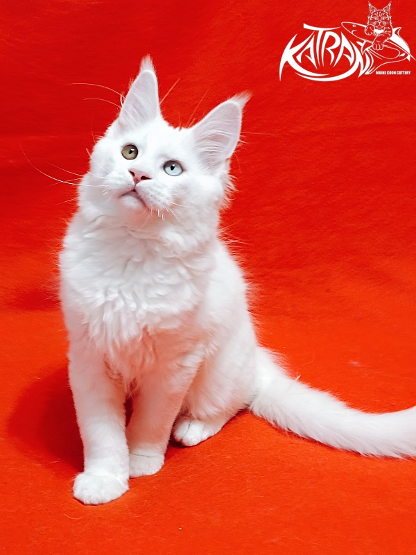 Katran Irbis - Kitten maine-coon 3 months