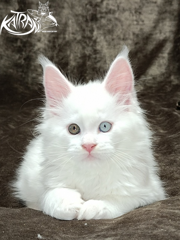 Katran Irbis - Kitten maine-coon 2 months