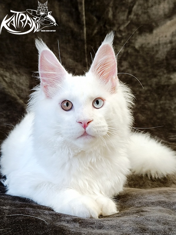 Katran Irbis - Kitten maine-coon 4 months