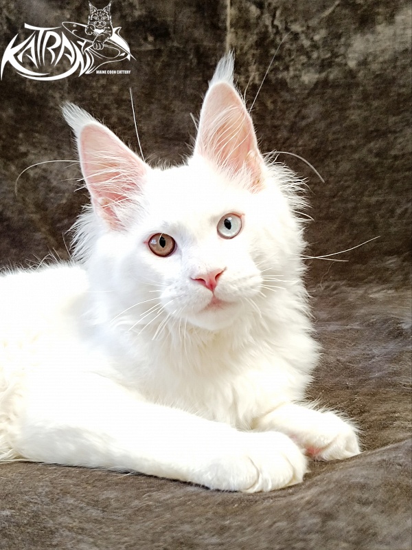 Katran Irbis - Kitten maine-coon 4 months