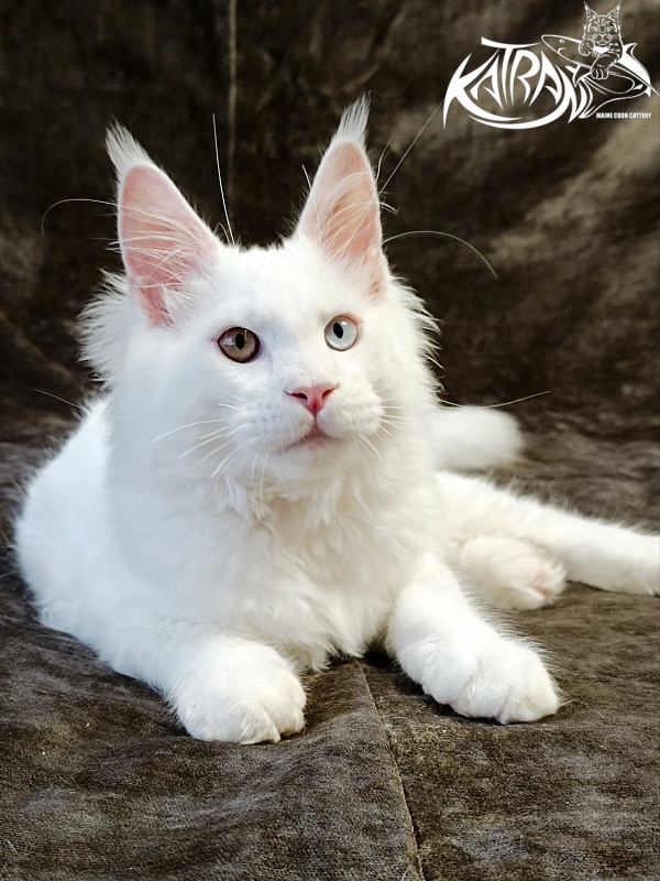 Katran Irbis - Kitten maine-coon 4 months