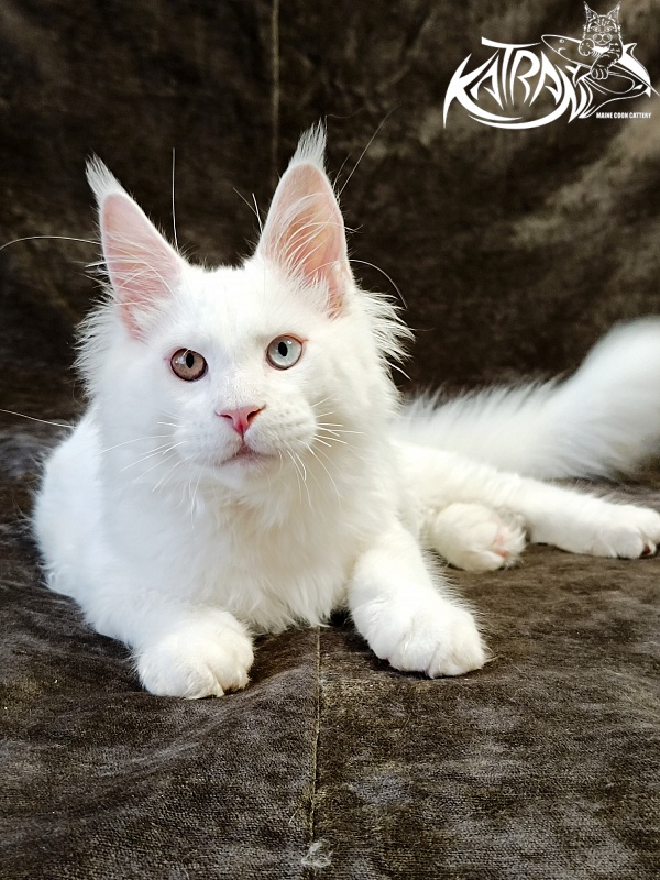 Katran Irbis - Kitten maine-coon 4 months