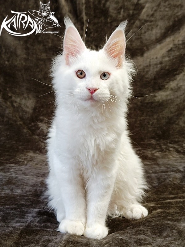 Katran Irbis - Kitten maine-coon 4 months