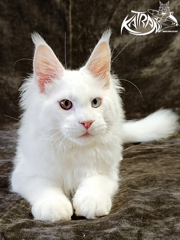 Katran Irbis - Kitten maine-coon 4 months