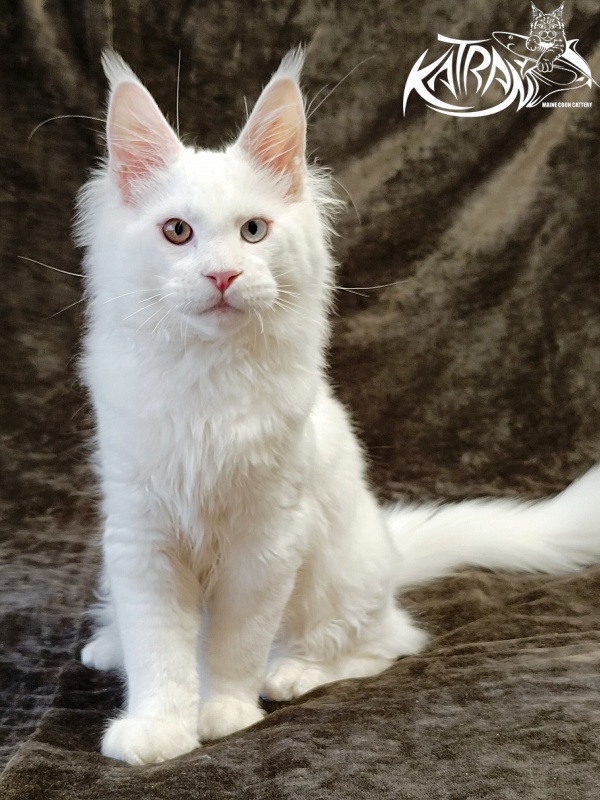 Katran Irbis - Kitten maine-coon 4 months