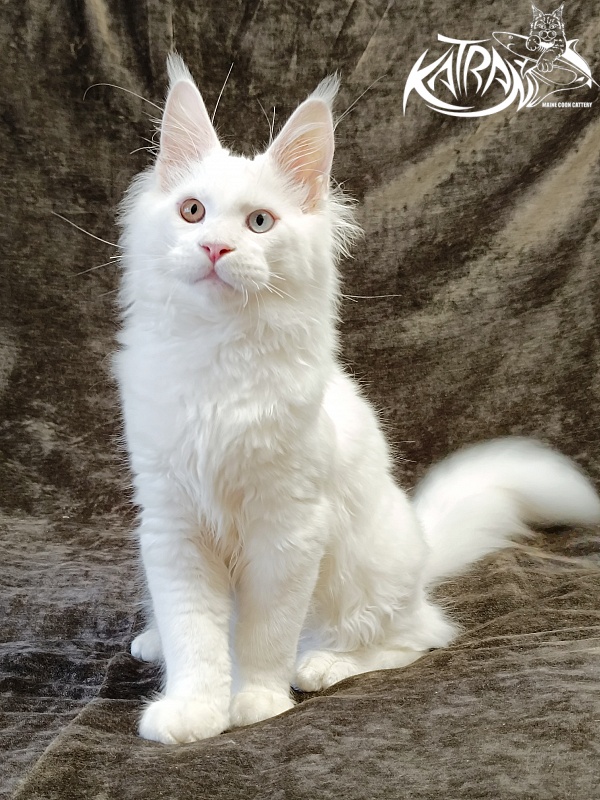 Katran Irbis - Kitten maine-coon 4 months