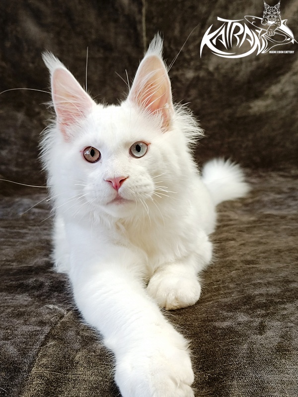 Katran Irbis - Kitten maine-coon 4 months