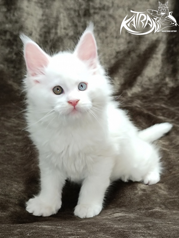 Katran Irbis - Kitten maine-coon 2 months